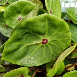 Begonia Conchifolia